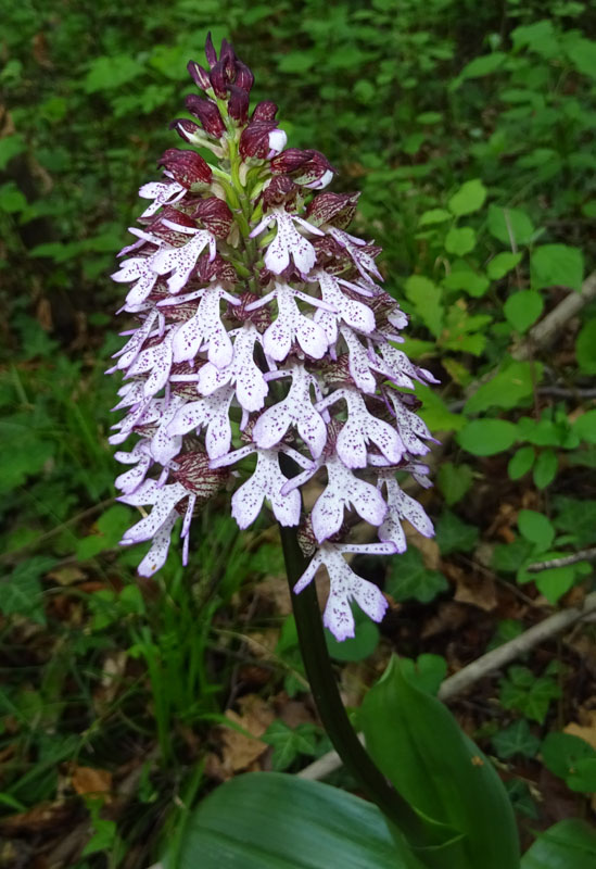 Orchis purpurea